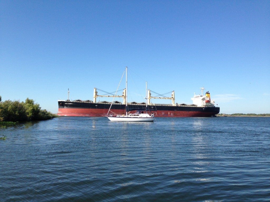 Big cargo ships seem so out of place in the quiet solitude of the Delta, but there they are, passing through the channel that takes them to Stockton to pick up foodstuffs bound for foreign ports