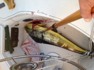 Our first Dorado (Mahi Mahi) - they really battle you and are very strong - Rick never is certain until we get them into the boat whether he or the fish will win