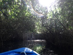 Heading into the mangrove crocodile-infested jungle