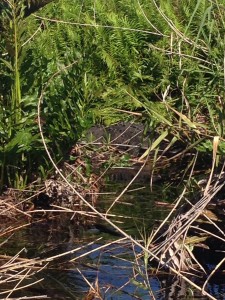 Yes, that is a 15-foot croc that hissed at us and swung his big jaws around at us as he dove into the water towards our panga when we disturbed him with our motor.