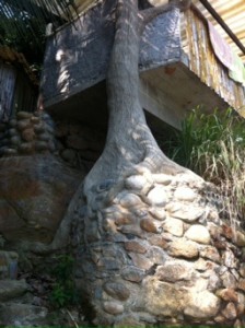 A house built around a tree