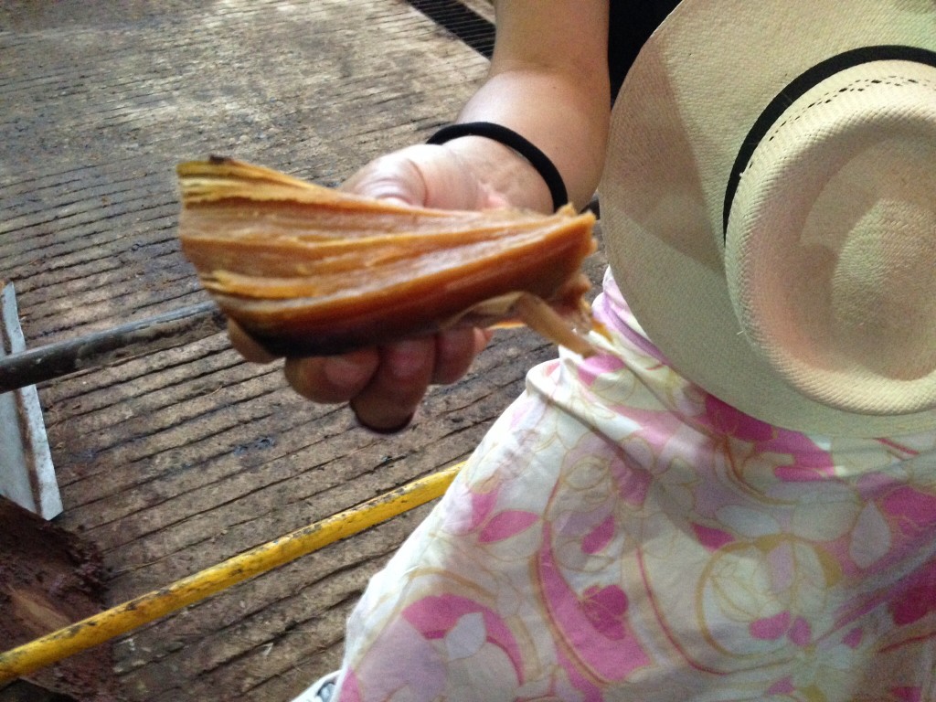 A piece of steamed agave heart that Rosa peeled off a stack and shared with us.  The fiber is unedible but the juice is very sweet.  You chew it and then discard the fiber. Rosa's father used to buy this in the markets for her as a child; they no longer sell it commercially
